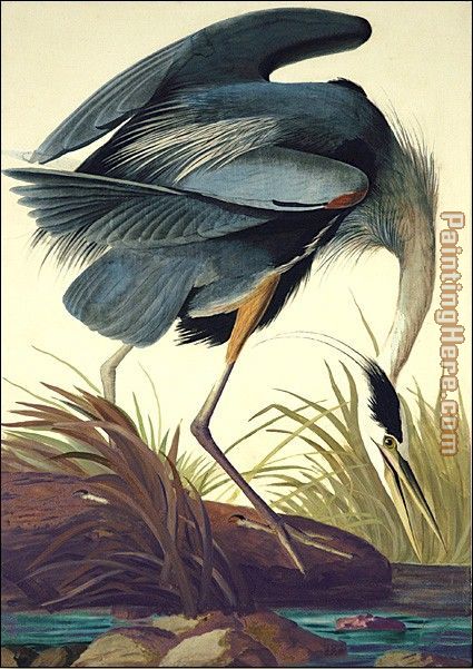 Great Blue Heron painting - John James Audubon Great Blue Heron art painting